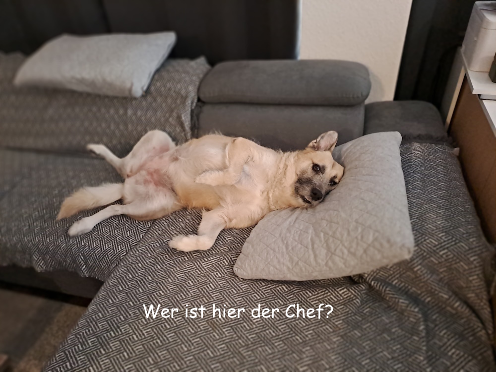 Wer ist hier der Chef